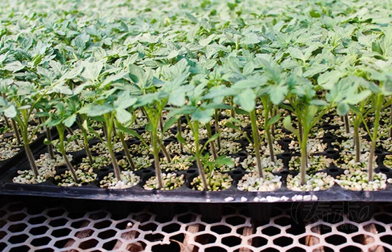 Thermoforming 128Cells Plastic Germination Trays Plastic Seed Starter
