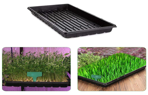 Dining Room Cells Plastic Germination Trays Tomato Grow Starting