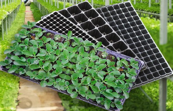 200 Cells Plug Seed Starting Plastic Germination Trays For Plant Propagation